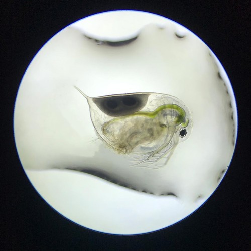 Daphnia magna eier 1kapsel - magna,